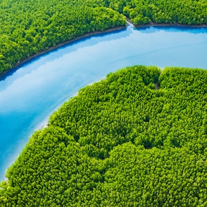 Aerial view of a coastal wetland with winding waterways, patches of green marsh grasses, and open water reflecting sunlight.