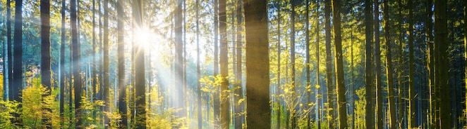 A serene forest bathed in golden morning sunlight. Tall, slender trees rise vertically with rays of sunlight streaming through their trunks, illuminating vibrant green undergrowth and young saplings. The scene conveys a peaceful, fresh atmosphere with a soft mist catching the light.