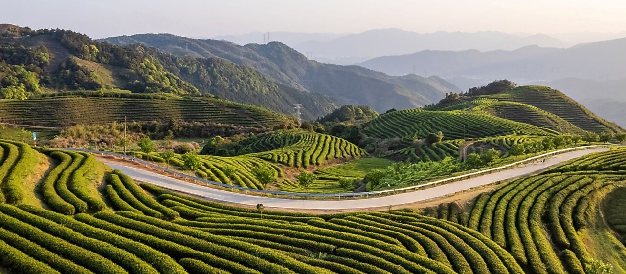 Green terraced tea plantations covering rolling hills with a winding road running through, set against a backdrop of distant mountains.