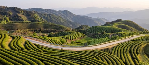 Green terraced tea plantations covering rolling hills with a winding road running through, set against a backdrop of distant mountains.