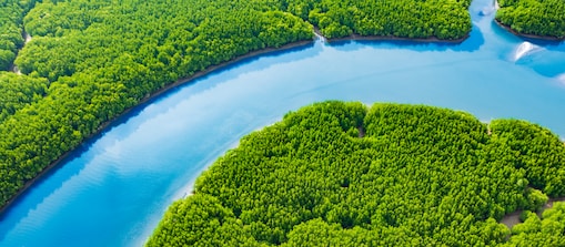 A winding blue river surrounded by dense, vibrant green forest viewed from above.