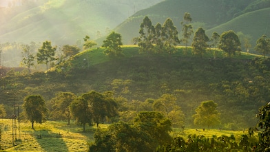 Scenic view of a lush, tree-covered hillside bathed in warm, early morning light.