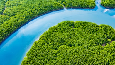 Aerial view of a coastal wetland with winding waterways, patches of green marsh grasses, and open water reflecting sunlight.