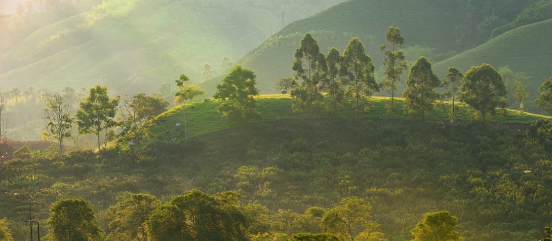 Sunlit green hills and dense forest vegetation in a tropical landscape, with scattered trees, grazing cattle, and morning mist creating a soft, natural glow.