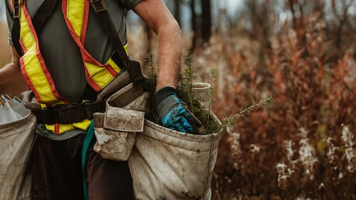 A close-up of a forester wearing a safety harness and a reflective vest, carrying a large canvas bag filled with young tree saplings.