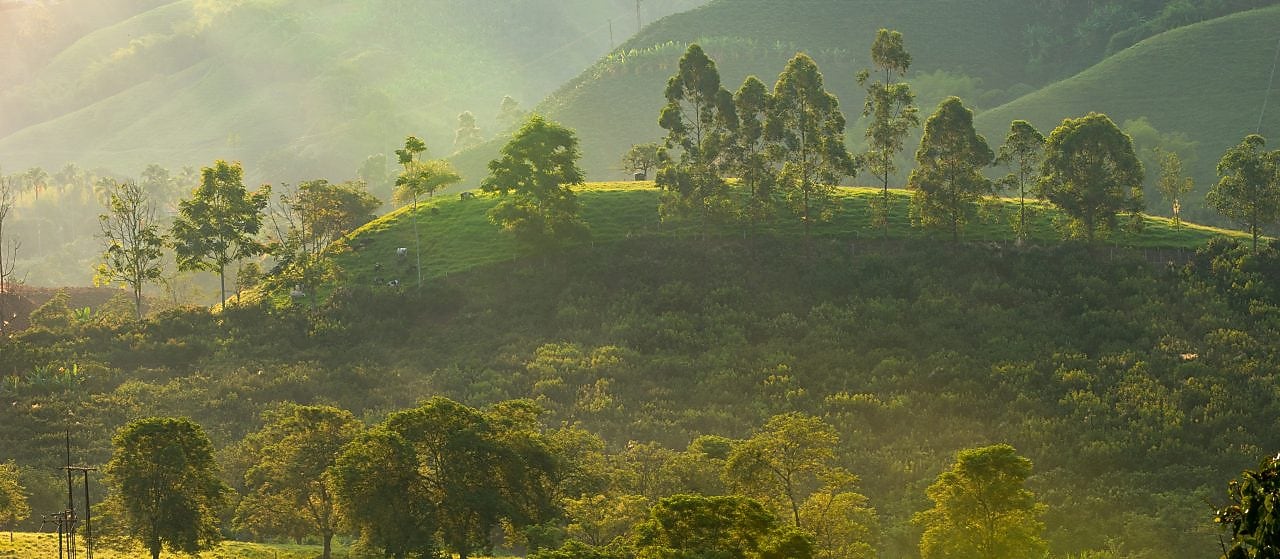 Sunlit green hills and dense forest vegetation in a tropical landscape, with scattered trees, grazing cattle, and morning mist creating a soft, natural glow.