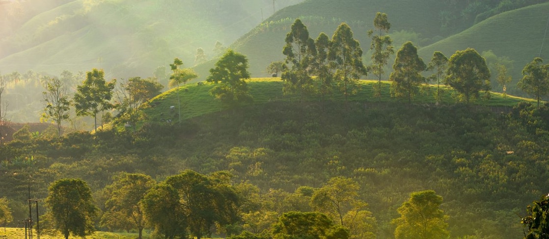 Sunlit green hills and dense forest vegetation in a tropical landscape, with scattered trees, grazing cattle, and morning mist creating a soft, natural glow.