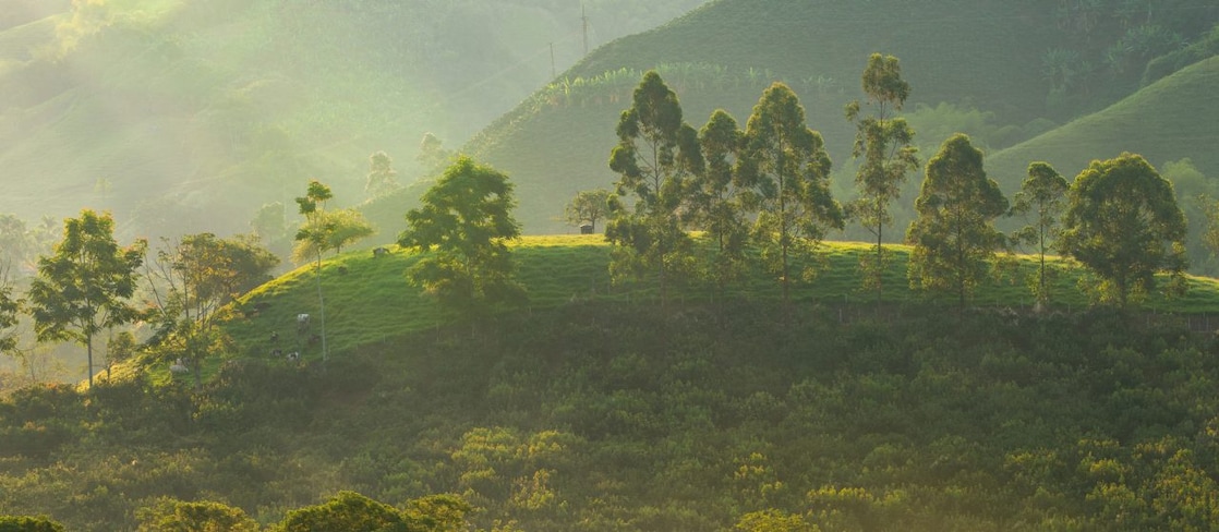 Sunlit green hills and dense forest vegetation in a tropical landscape, with scattered trees, grazing cattle, and morning mist creating a soft, natural glow.