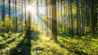 Sunlight filtering through tall trees in a lush green forest.