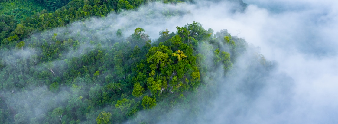 Aerial view of dense green forest partially covered by low cloud and mist.