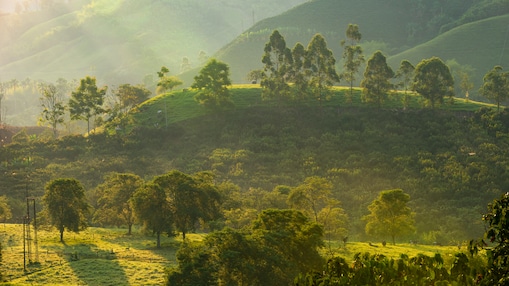 Scenic view of a lush, tree-covered hillside bathed in warm, early morning light.