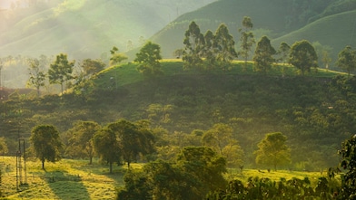 Sunlit green hills and dense forest vegetation in a tropical landscape, with scattered trees, grazing cattle, and morning mist creating a soft, natural glow.