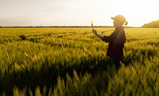 Person standing in a sunlit agricultural field examining a plant.