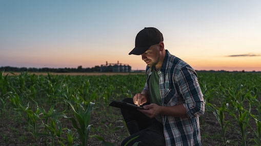 Person using a tablet while standing in a crop field at sunset.