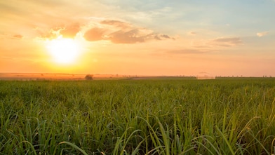 Sunset over a green field with tall crops, symbolising sustainable agriculture and renewable energy sources.