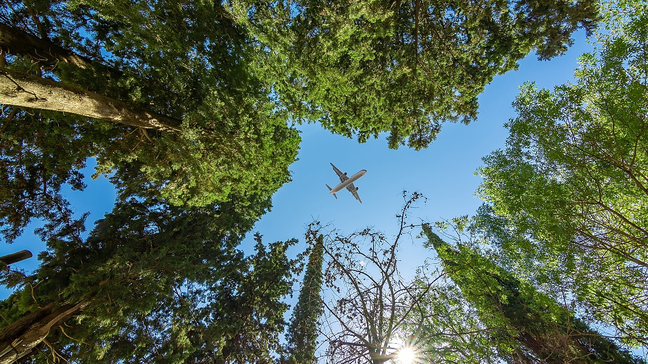 A commercial airplane flying overhead, framed by tall green trees from a forest floor perspective.