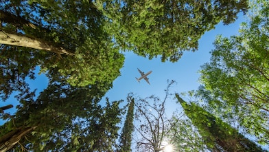 A commercial airplane flying overhead, framed by tall green trees from a forest floor perspective.