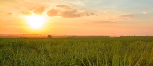 Sunset over a green field with tall crops, symbolising sustainable agriculture and renewable energy sources.