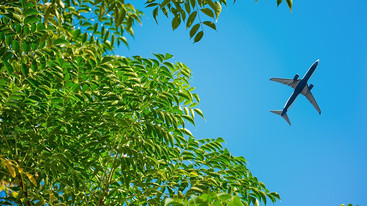 A commercial airplane flying overhead against a clear blue sky, captured from below through a canopy of green tree leaves.