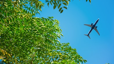 A commercial airplane flying overhead against a clear blue sky, captured from below through a canopy of green tree leaves.