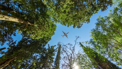 View looking up through tall green trees at a clear blue sky with a commercial airplane flying overhead.