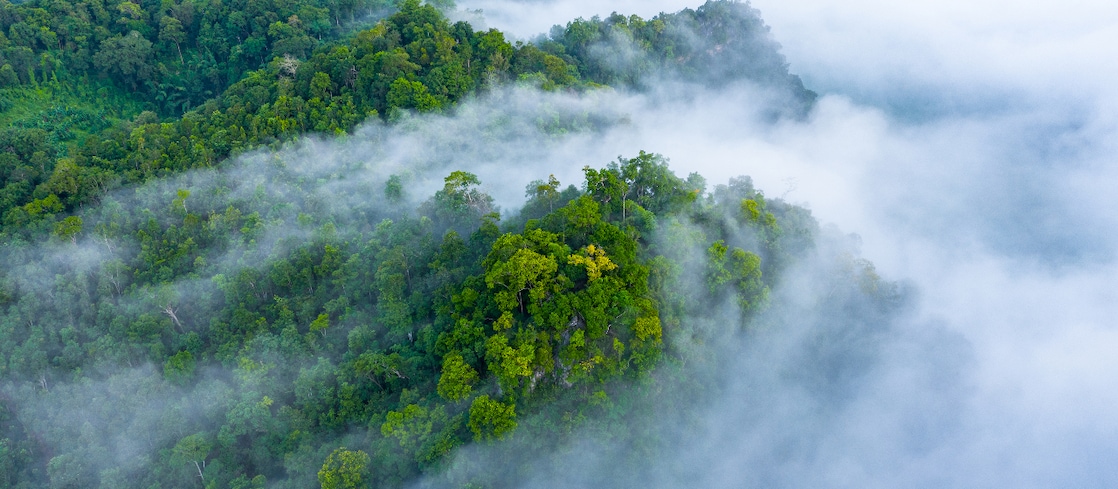 Aerial view of dense green forest partially covered by low cloud and mist.