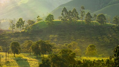 Sunlit green hills and dense forest vegetation in a tropical landscape, with scattered trees, grazing cattle, and morning mist creating a soft, natural glow.