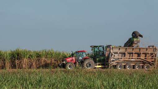 Image of green feedstock
