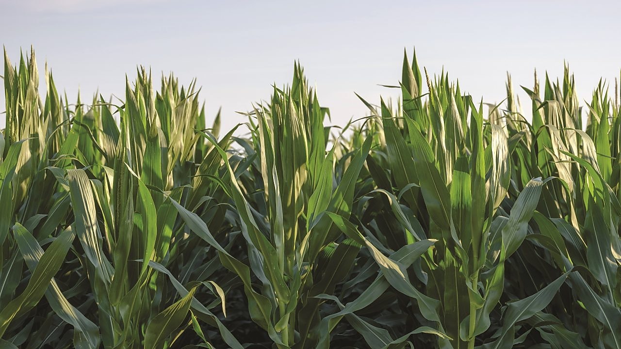 shell thiogro technologies for sulphur enhanced fertilisers