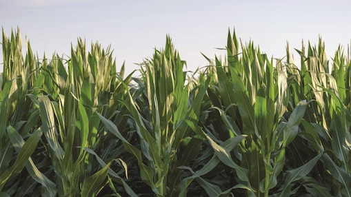 shell thiogro technologies for sulphur enhanced fertilisers