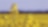 Yellow flowers