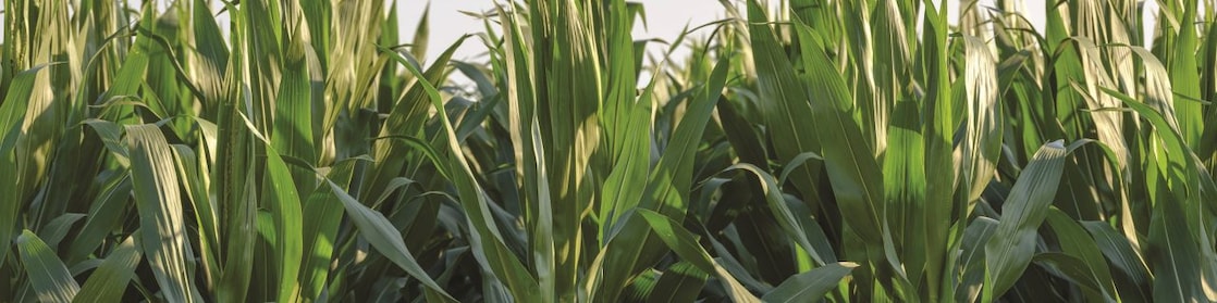 shell thiogro technologies for sulphur enhanced fertilisers