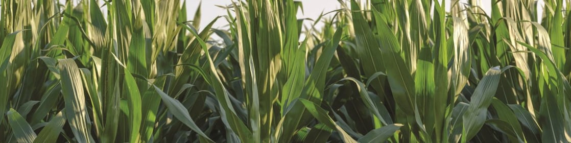 shell thiogro technologies for sulphur enhanced fertilisers