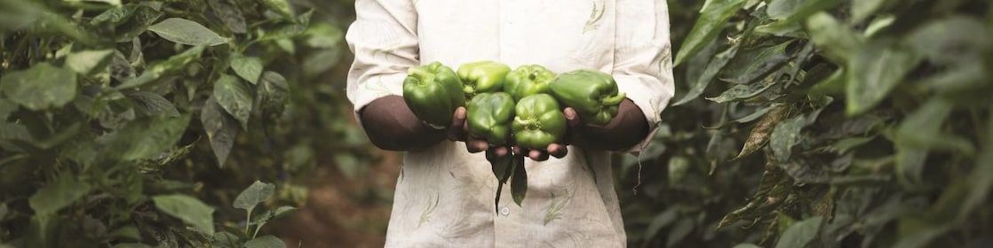South Indian Farmer standing in large modern poly tunnel.