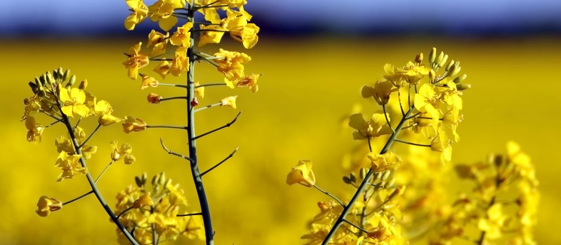 rapeseed flower