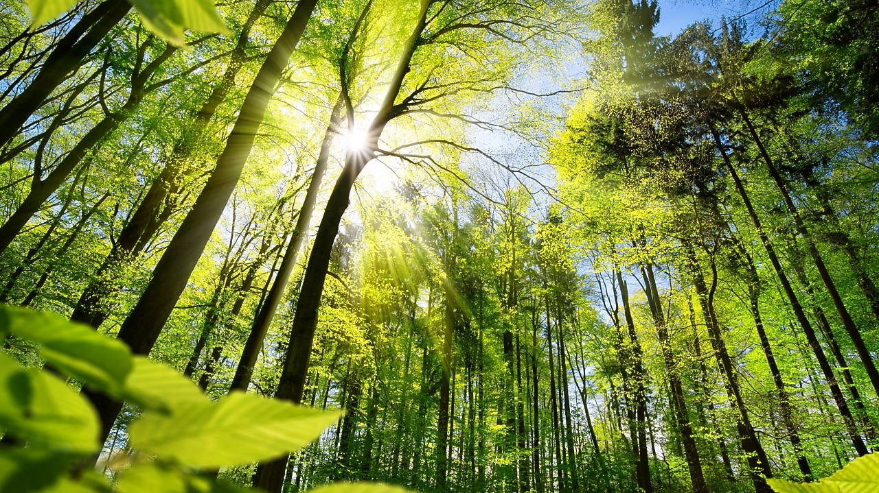 Sunlight through green forest trees