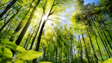 Sunlight through green forest trees