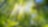 Sunlight through green forest trees