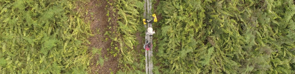 Indonesia banana trees