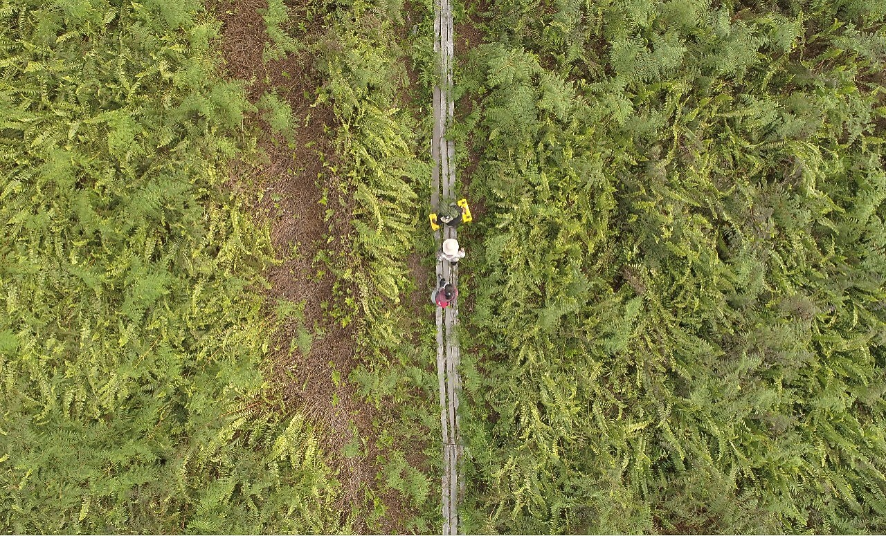 Indonesia banana trees