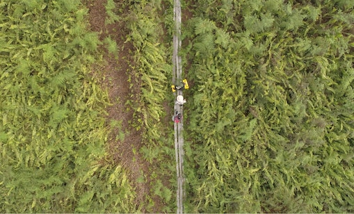 Indonesia banana trees