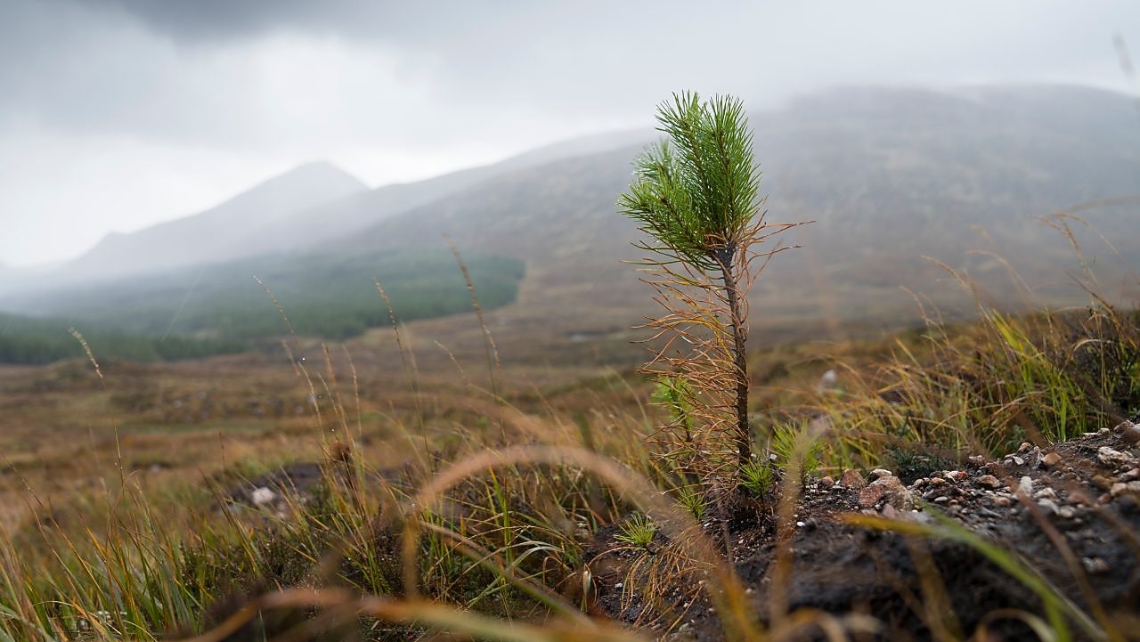 NBS (Nature Based Solutions) UK 2019