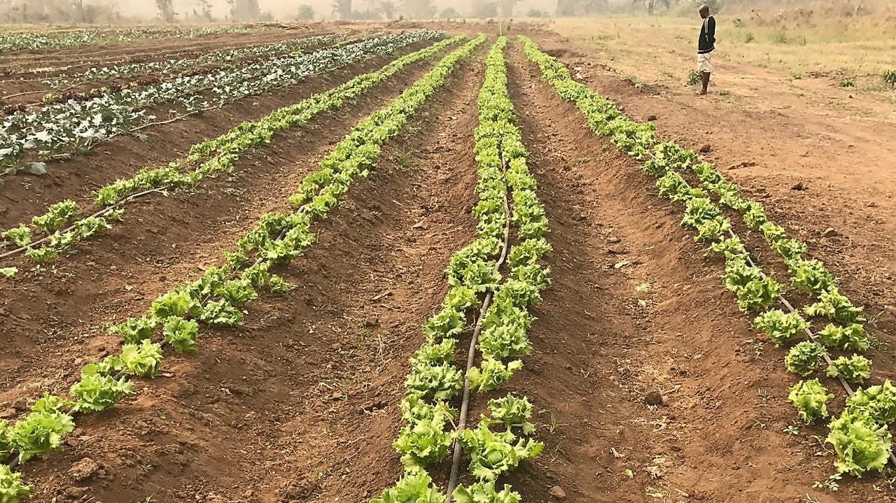 Vegetables farm