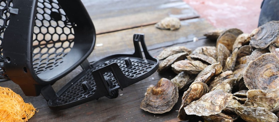 Oysters