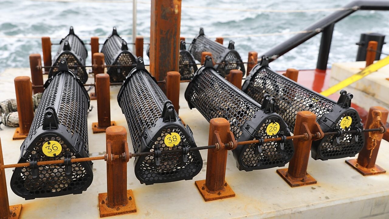 Scientists lowered specially designed cages full of oysters down to the base of the wind turbines