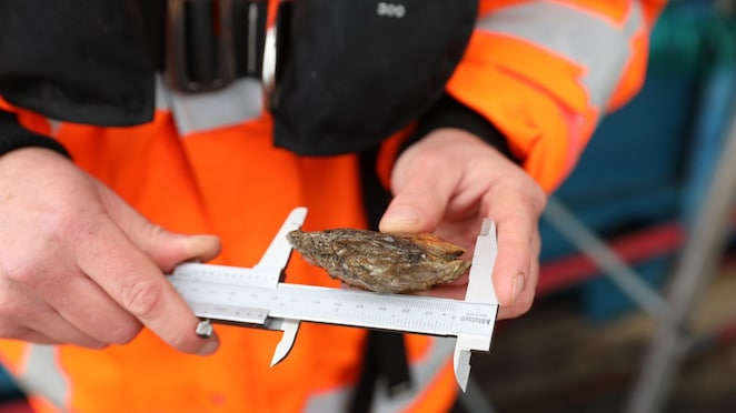 Researchers record the size of each oyster.