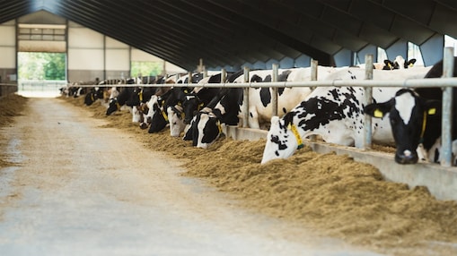 Cows feeding