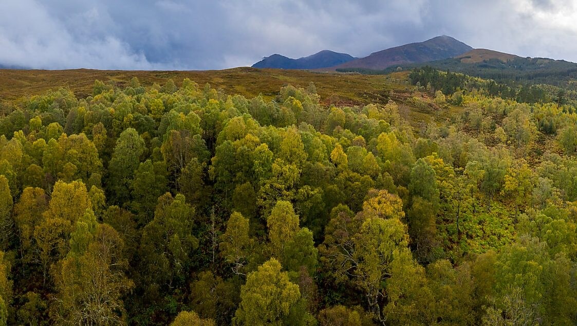Ancient Caledonian forest
