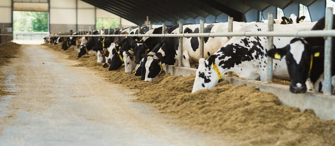Cows in a shed at a farm in Denmark which supplies its waste to Nature Energy
