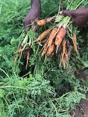 Farmers harvest fruit and vegetables as soon as they are ripe, then try to sell them as quickly as possible because there is a lack of cold storage in the country.